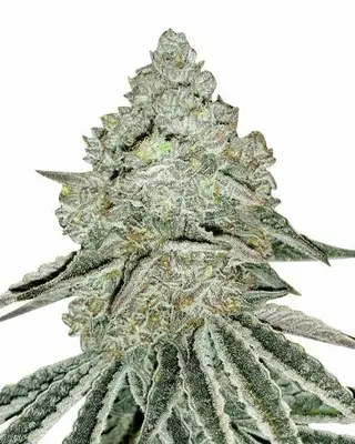 Gorilla Zkittlez cannabis seeds