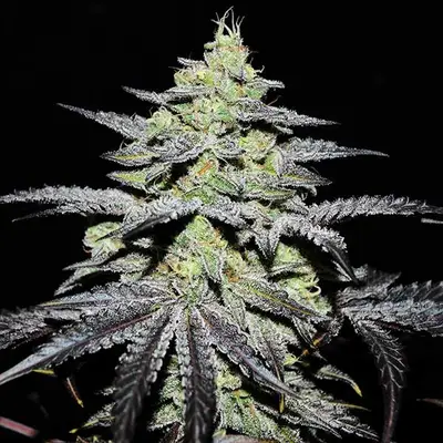 GR-Ape cannabis seeds by Delicious Seeds