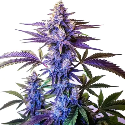 Grand Daddy Purple Fast Version cannabis seeds by Blimburn Seeds