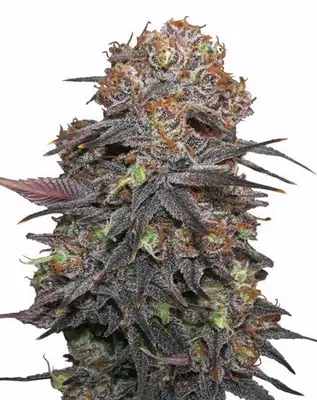Grand Daddy Purple cannabis seeds