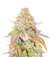 Grandaddy Banner cannabis seeds