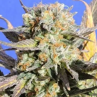 Grandaddy Black cannabis seeds