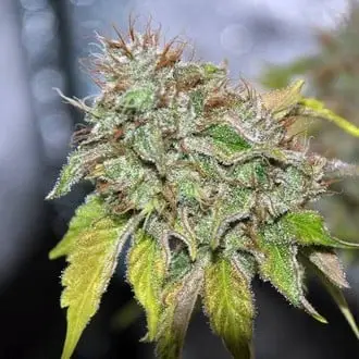 Grandaddy Confidential cannabis seeds