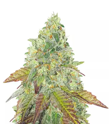 Grandaddy Purple Fast Version cannabis seeds