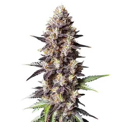 Grandaddy Purple x Bruce Banner cannabis seeds
