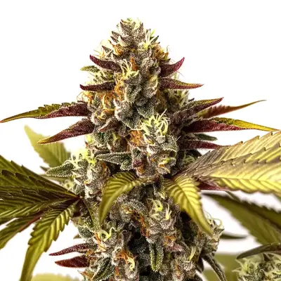 Grandaddy Purple x Do-Si-Dos cannabis seeds
