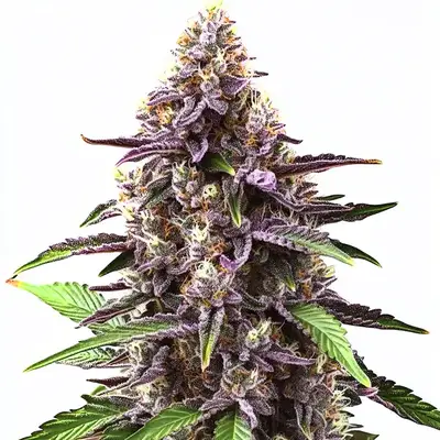 Grandaddy Purple cannabis seeds by Blimburn Seeds