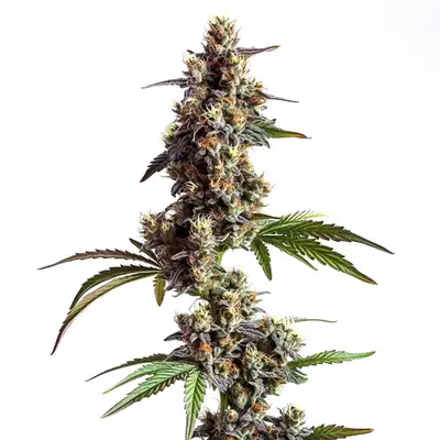 Grandaddy x Bruce Banner cannabis seeds
