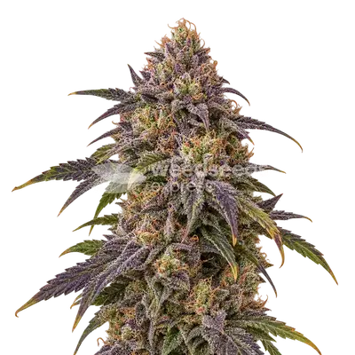 Granddaddy Purple x Bruce Banner cannabis seeds