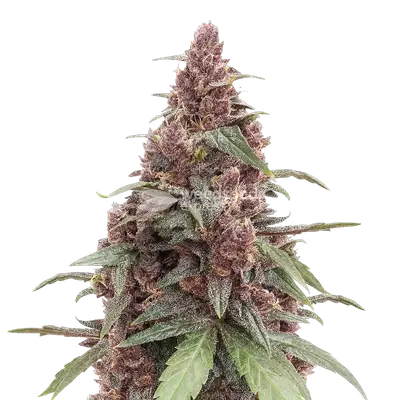 Grandmommy Purple cannabis seeds