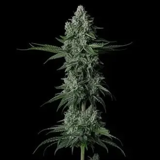 Grandpa's Stash R2 cannabis seeds