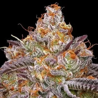 Granny Candy cannabis seeds by Humboldt Seed Company