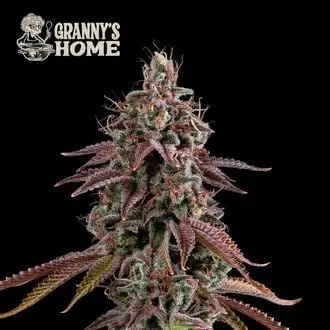 Granny’s Home cannabis seeds