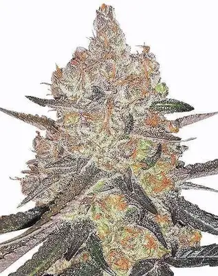 Grape Ape cannabis seeds