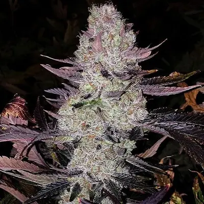 Grape Diamonds R2 cannabis seeds
