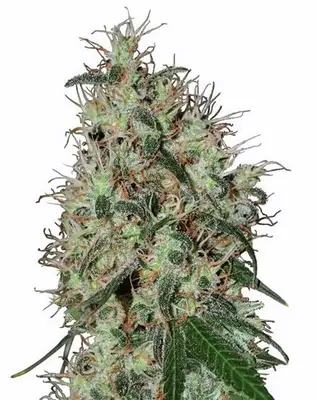 Grape Fruit cannabis seeds