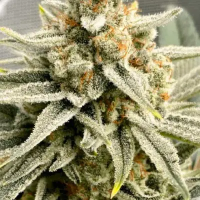 Grape Fuel cannabis seeds by Medical Seeds
