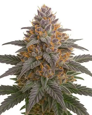 Grape Glacier cannabis seeds