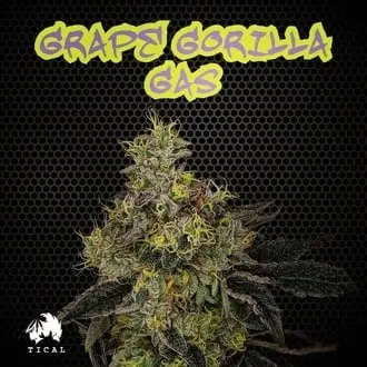 Grape Gorilla Gas cannabis seeds