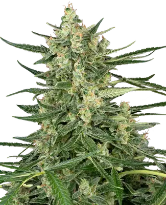 Grape Jam cannabis seeds