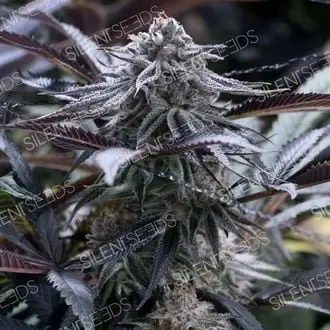 Grape Juice cannabis seeds by Silent Seeds