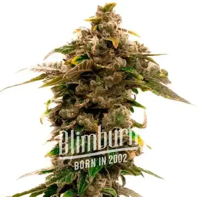 Grape Killer 99 cannabis seeds by Blimburn Seeds