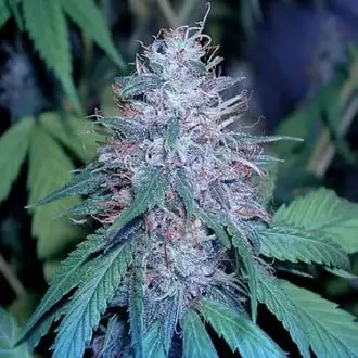 Grape Kush cannabis seeds by Cali Connection