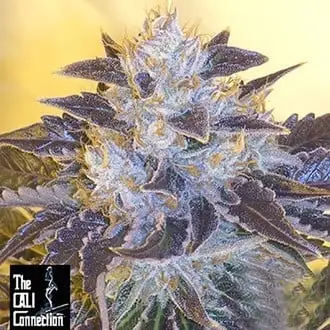 Grape OG cannabis seeds