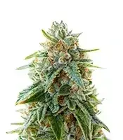 Grape Stomper cannabis seeds