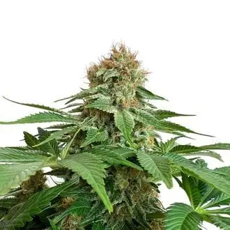 Grapefruit Superstar cannabis seeds by Amsterdam Genetics