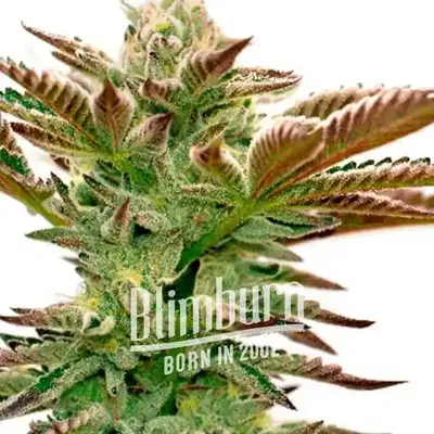 Grapefruit cannabis seeds by Blimburn Seeds