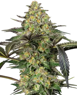 Grapevine Candy cannabis seeds
