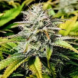 Grateful End OG cannabis seeds by Pure Instinto