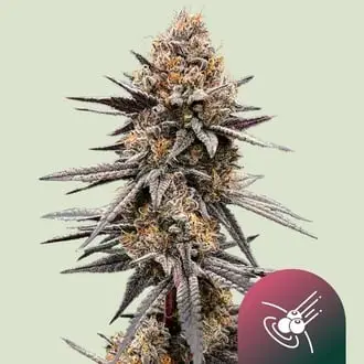 Gravity Berry F1 cannabis seeds