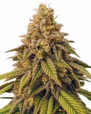 Grease Monkey cannabis seeds