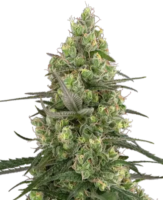 Grease Slapper cannabis seeds