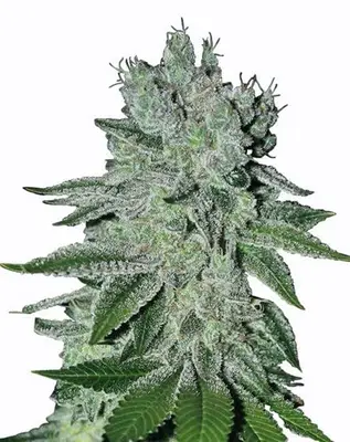 Great White Shark cannabis seeds