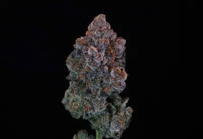 Green Apple Candy cannabis seeds