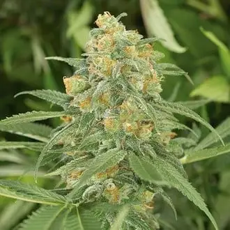 Green Crack 2.0 cannabis seeds