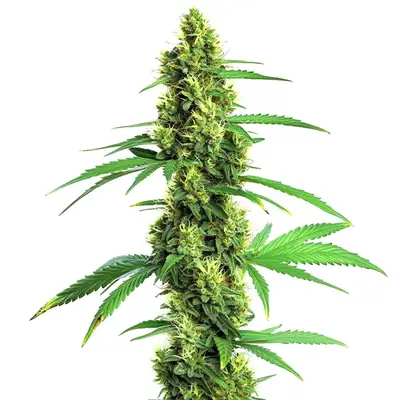 Green Crack Fast Version cannabis seeds
