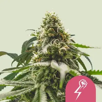 Green Crack Punch cannabis seeds by Royal Queen Seeds