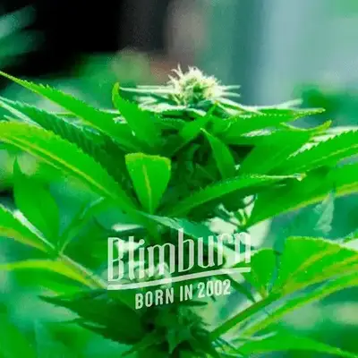 Green Crack x AK47 cannabis seeds