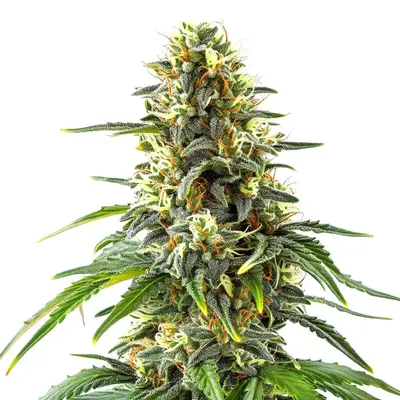 Green Crack x Amnesia Haze cannabis seeds