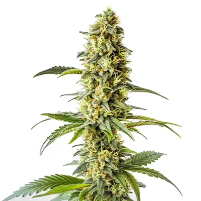Green Crack x Core cannabis seeds