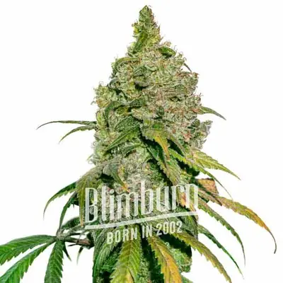 Green Crack x Do-Si-Dos cannabis seeds