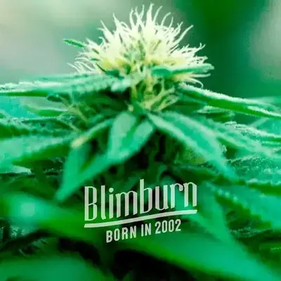 Green Crack x Somango cannabis seeds by Blimburn Seeds