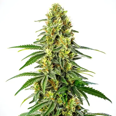 Green Crack x Super Silver Haze cannabis seeds