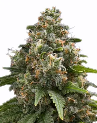 Green Crack cannabis seeds