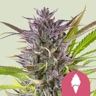 Green Gelato cannabis seeds by Royal Queen Seeds