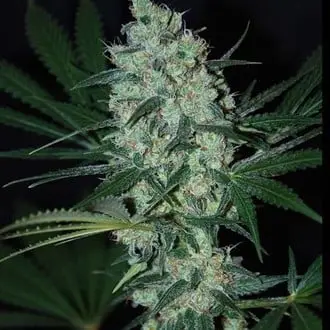 Green Love Potion cannabis seeds